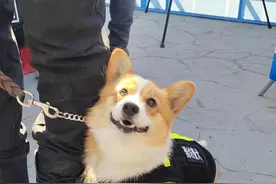 柯基当警犬，全国第一只！潍坊这只警犬走红网络图片