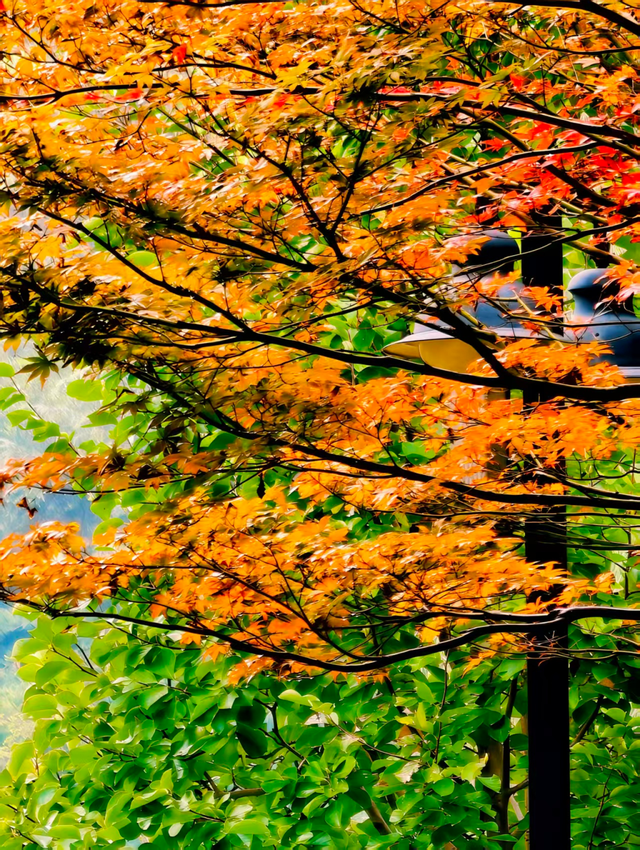 层林尽染时，邂逅北京的秋日斑斓