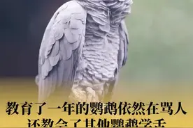 游客被鹦鹉骂了？动物园：它还教别的鹦鹉图片