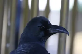 绿头鸭、夜鹭、黑鸢……这些“鸟类邻居”你都认识吗？图片