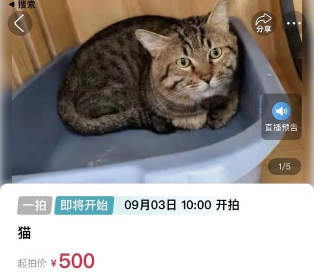 主人欠钱狸猫被法拍，引超4000人竞拍！猫咪的最终归宿在哪儿？律师解读
