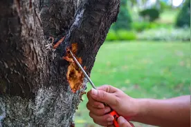 在秋天的桃树上挖呀挖呀挖，挖出一条条白色小害虫图片