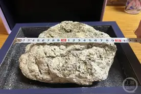 海边捡了块灰白色石头，听说能卖上百万！？图片