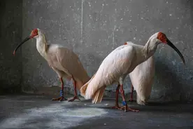 日本运返的16只朱鹮“安家”北京动物园图片