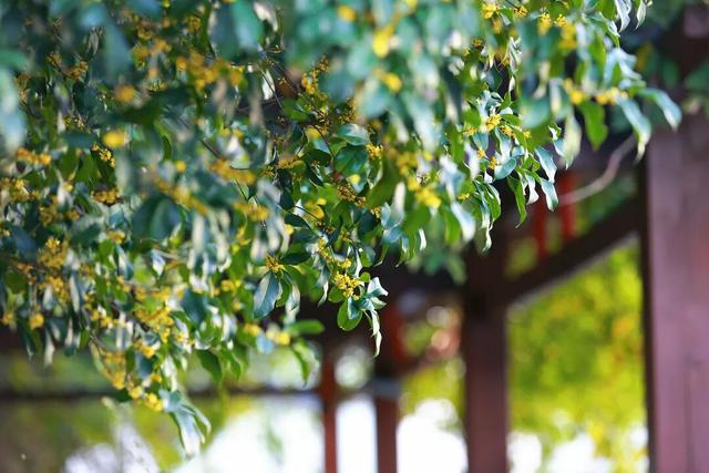 在嘉定街头，邂逅一场「秋日限定」香气