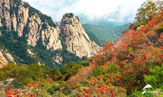 组图丨秋日登高 看泰山花楸染红岱顶