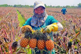 前方“高糖”！感受水果自由，珠海这个小镇甜度爆表图片