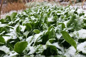 刚刚，岳西下雪了！图片