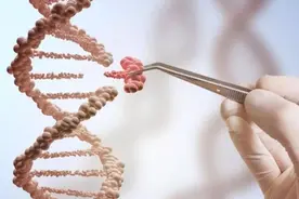 器官异种移植超长存活：69处基因编辑，猪肾移植食蟹猴存活758天图片