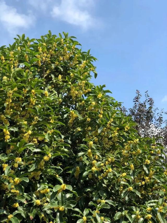 欢聚吴江· “香”遇桂花季丨上线了！吴江赏桂地图！