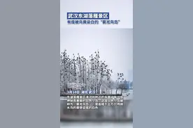 武汉东湖落雁景区有座被鸟粪染白的“雾凇鸟岛”图片
