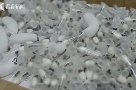 事发上海浦东机场！海关打开装有电水壶的箱子，竟发现979只活体蚂蚁图片