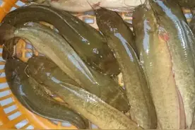 鲶鱼和塘鲺有区别，牢记这三点，保证不会买错，别再傻傻分不清图片