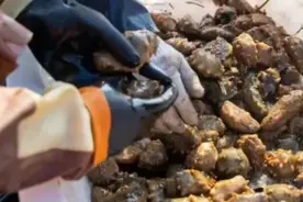 大连海参，“抖”起来了！图片