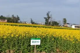 平均亩产超170公斤+含油量达42.93% 西南大学成功选育出180天早熟油菜品种图片