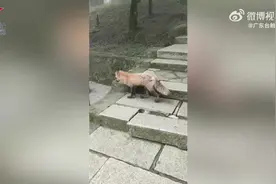 深圳阳台山有野生狐狸出没？园区工作人员：建议市民勿投喂图片