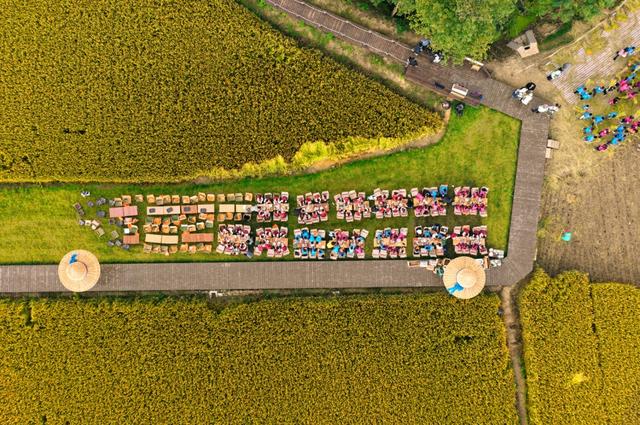 美哭！扬州稻田绝美秋景别错过～