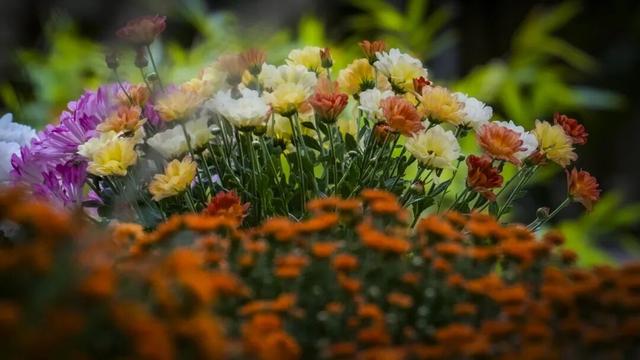 秦淮花事 | 甘熙宅第赏菊正当时（文末有彩蛋）