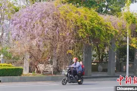 广西贺州：紫藤花盛放宛如“梦幻紫瀑布”图片