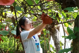 汉产猕猴桃丰收在即 加强质量安全抽检确保“真甜”图片