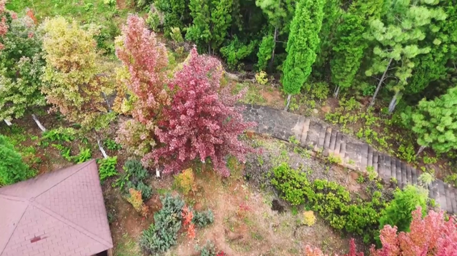 200亩枫海，11月初红艳上线！快来海口林场赏 “秋日大片”