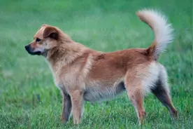 夜读｜我家养过的那只土狗图片