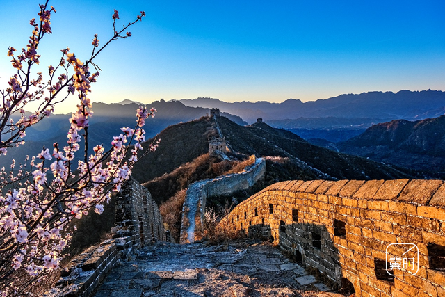 花开河北·经济绽放 | 万里长城＋万亩杏花，金山岭的“花期流量”藏不住了