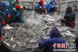 以“渔”为媒 浙江南浔乡贤助力水产养殖转型升级图片