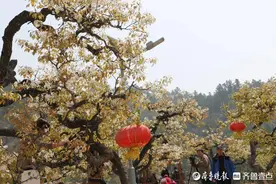 崂山“花朝节”周日开幕！十大板块解锁游玩新体验图片