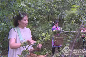 楚雄大姚：41.9万亩花椒陆续成熟进入采摘期图片