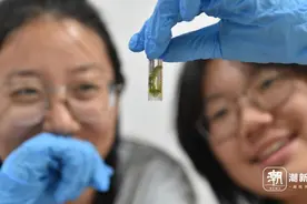 酷暑天，我在千岛湖抓毛毛虫图片