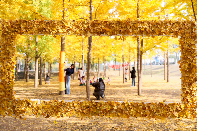 赴一场黄河与银杏的约会！金色银杏林成深秋“顶流”打卡地