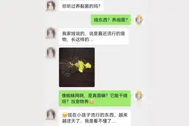 “黏菌宠物”在小学生群体流行！家长傻眼：这是啥？图片