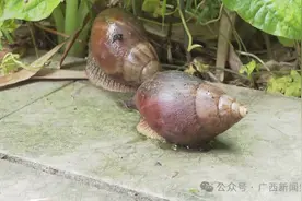 再次提醒：在南宁看到这种东西，千万别碰别吃！有毒！图片