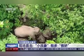 象宝宝+20！看任性又贪玩的“小孩象”有多“傲娇”图片