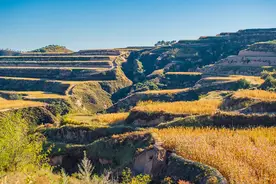 吃对小米，比参汤还养人！能熬出三层米油的米脂黄小米，养胃好选择图片