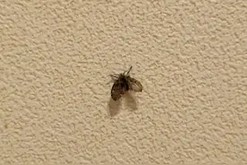 柳州人注意！这种灰黑色小虫看到一只，家里很可能已有一万只图片