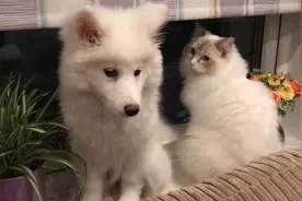 哮喘患者不能运动、不能养宠物？中日友好医院专家回应图片