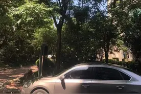 上海近期高发！到处“黏哒哒”，单车汽车都中招，真凶竟是→图片