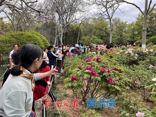 一年四季 泉在济南丨国色天香，醉美泉城