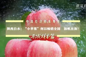 中国经济样本观察·县域样本篇丨陕西白水：“小苹果”何以畅销全国、扬帆出海？图片