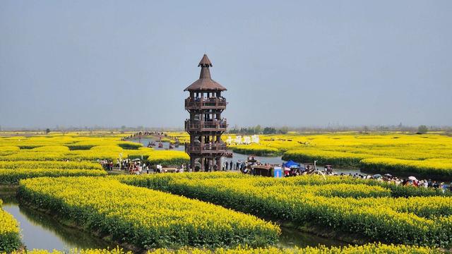 江苏泰州：兴化垛田油菜花绽放 尽显春日生机