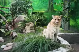重庆动物园15岁金猫“阿宅”去世：网友纷纷悼念，被称为“最神秘的猫科动物”图片