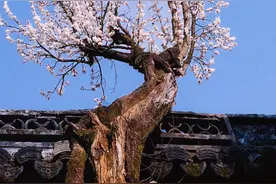 侍王府里的一树繁花，你是否有“杏”遇到？图片