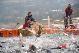 湖北秭归升坪水库冬捕忙，“鱼跃人欢”丰收旺图片