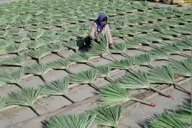 （经济）河北乐亭：笤帚加工促增收图片