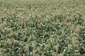 仁怀高大坪镇：2．4万亩高粱丰收在望图片