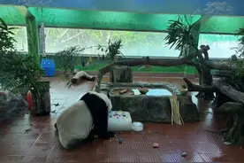 叹空调、吃西瓜、玩冰块……广州动物园的“老广”们惬意度夏图片