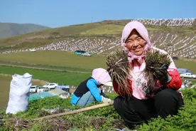 甘肃岷县：2.4万亩当归种苗采挖忙图片