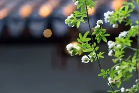 夜读 | 陈霞：给父亲理发图片